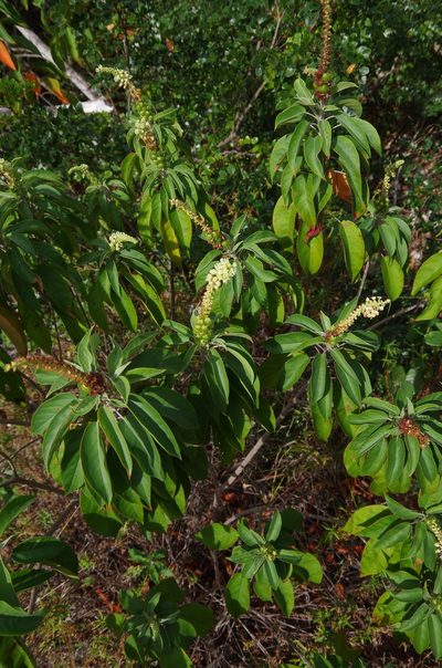 Croton glandulosepalus, photographed by Eric Knight