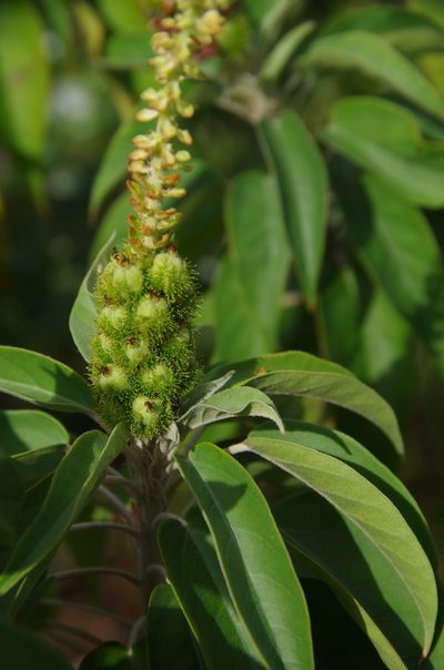 Croton glandulosepalus, photographed by Eric Knight