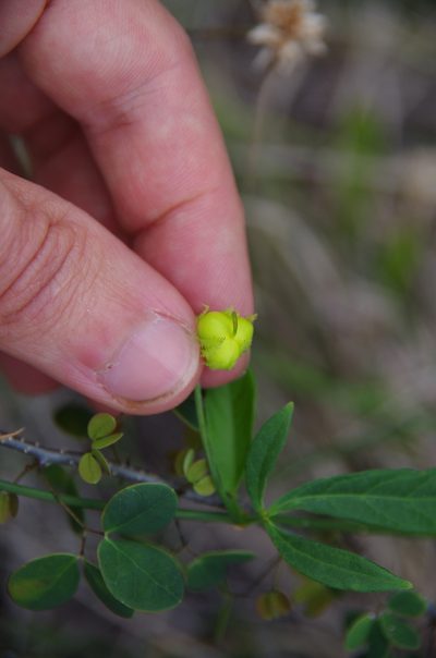 Dalechampia schottii, photographed by Eric Knight