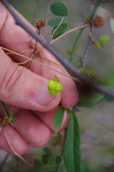 Dalechampia schottii, photographed by Eric Knight