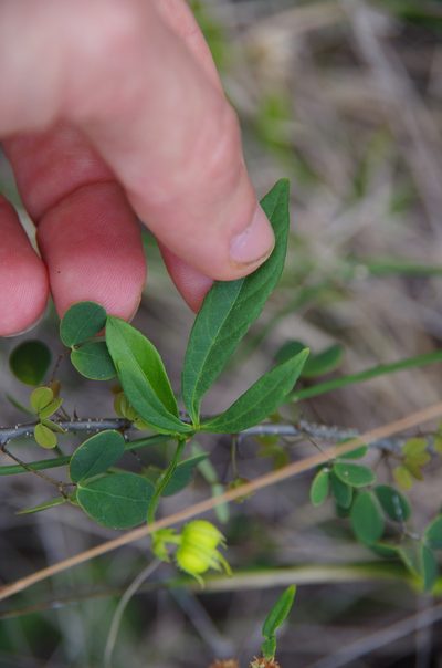 Dalechampia schottii, photographed by Eric Knight