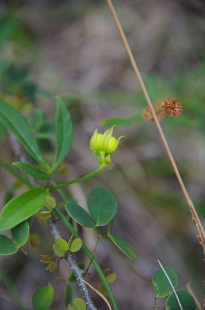 Dalechampia schottii, photographed by Eric Knight