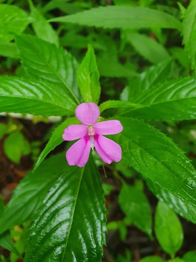 Impatiens platypetala, photographed by Jacek Pietruszewski
