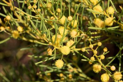Acacia nematophylla, photographed by Kym Nicolson