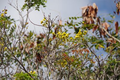 Cenostigma gaumeri, photographed by Eric Knight