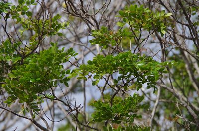 Cenostigma gaumeri, photographed by Eric Knight