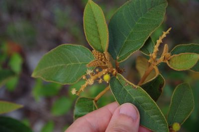 Croton peraeruginosus, photographed by Eric Knight