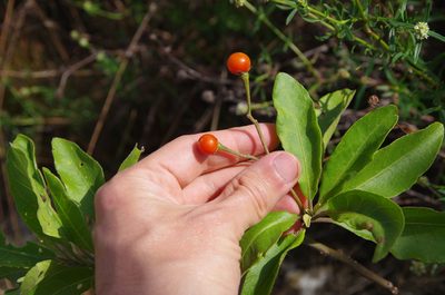 Solanum donianum, photographed by Eric Knight
