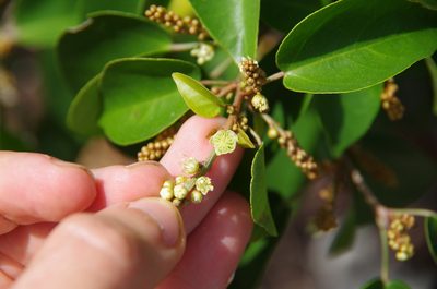 Croton arboreus, photographed by Eric Knight