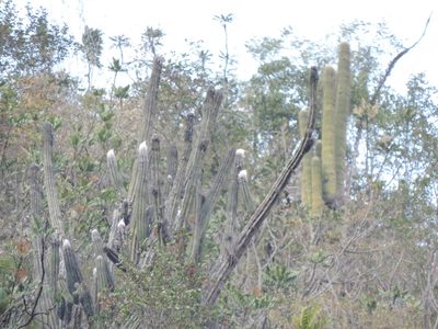 Pilosocereus leucocephalus, photographed by Sandino Guerrero