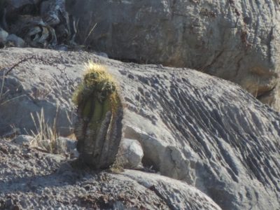 Astrophytum ornatum, photographed by Sandino Guerrero