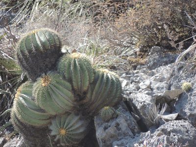Ferocactus glaucescens, photographed by Sandino Guerrero