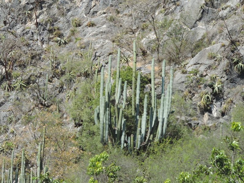 Pachycereus weberi, photographed by Sandino Guerrero