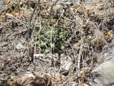Mammillaria longimamma, photographed by Sandino Guerrero