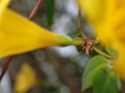 Gelsemium rankinii, photographed by mfeaver