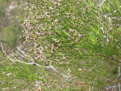 Baccharis angustifolia, photographed by botanygirl