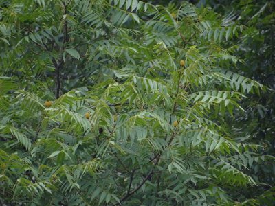 Platycarya strobilacea, photographed by 呂一起(Lyu yi-chi)