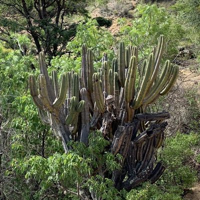 Myrtillocactus schenckii, photographed by Neal Kelso