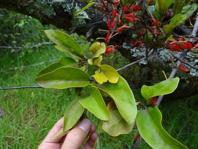 Taxillus nigrans, photographed by 呂一起(Lyu yi-chi)