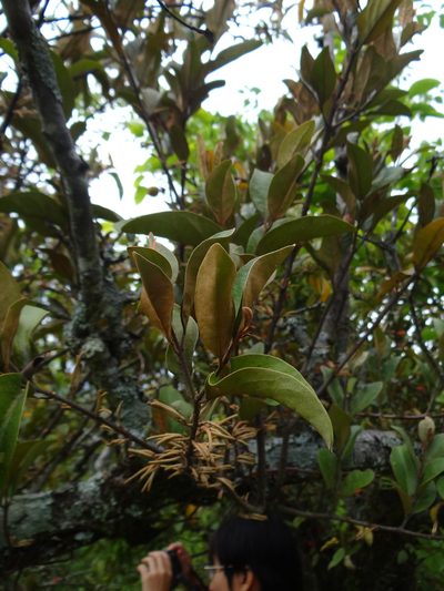 Taxillus nigrans, photographed by 呂一起(Lyu yi-chi)