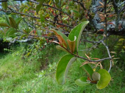 Taxillus nigrans, photographed by 呂一起(Lyu yi-chi)