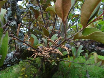 Taxillus nigrans, photographed by 呂一起(Lyu yi-chi)