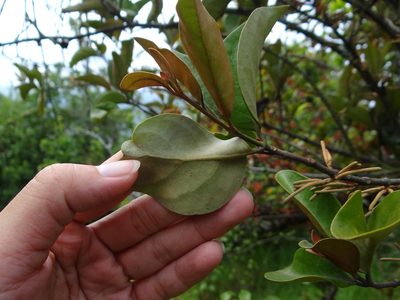 Taxillus nigrans, photographed by 呂一起(Lyu yi-chi)