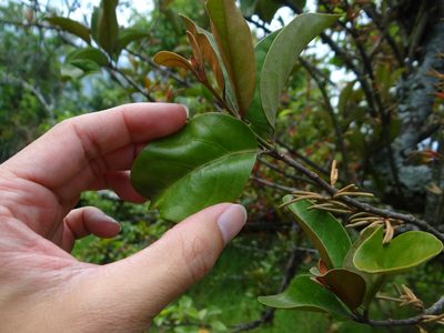 Taxillus nigrans, photographed by 呂一起(Lyu yi-chi)