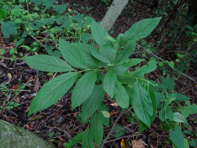 Diospyros japonica, photographed by 呂一起(Lyu yi-chi)
