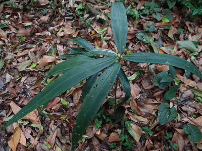 Ardisia crispa, photographed by 呂一起(Lyu yi-chi)