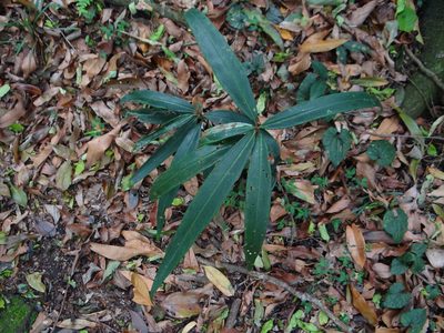 Ardisia crispa, photographed by 呂一起(Lyu yi-chi)