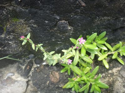 Schenkia japonica, photographed by 呂一起(Lyu yi-chi)