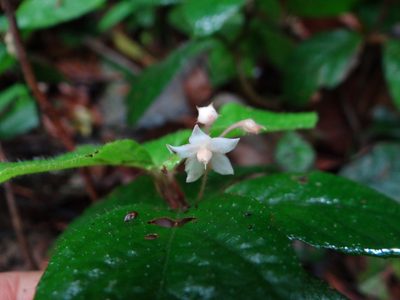 Ardisia pusilla, photographed by 呂一起(Lyu yi-chi)