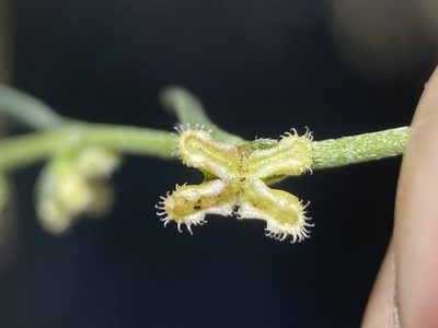 Pectocarya penicillata, photographed by Matt Berger