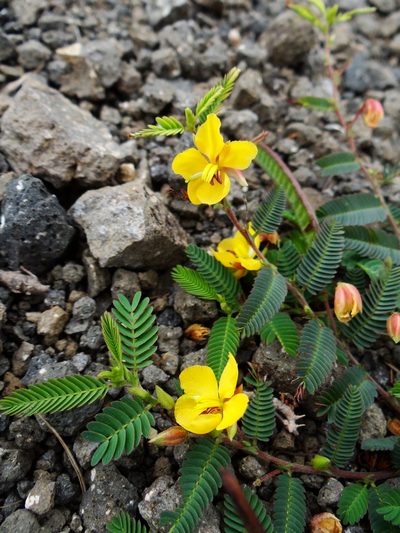 Chamaecrista garambiensis, photographed by 呂一起(Lyu yi-chi)