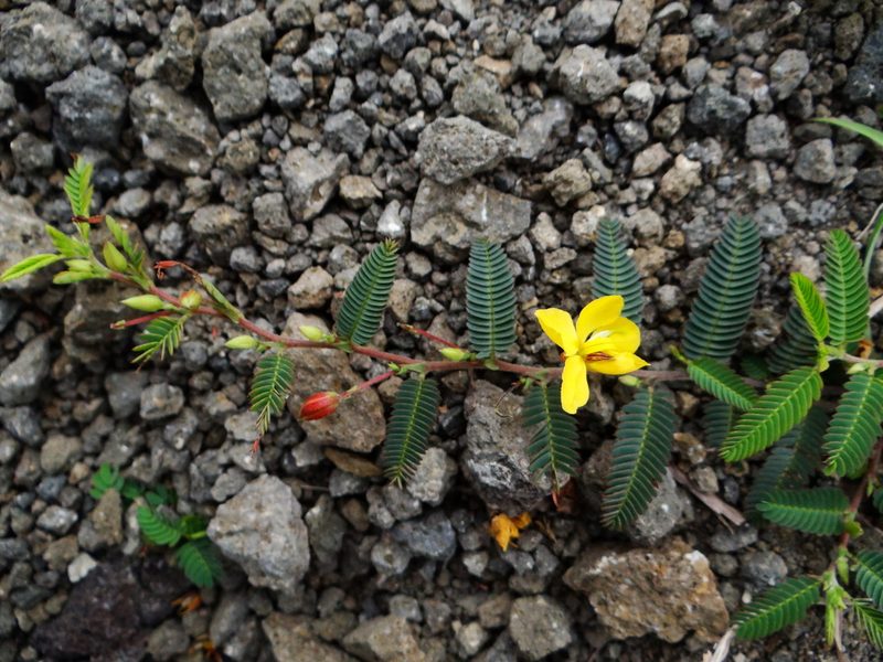 Chamaecrista garambiensis, photographed by 呂一起(Lyu yi-chi)
