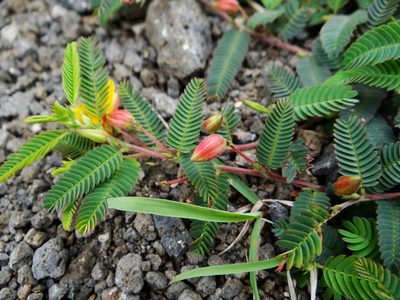 Chamaecrista garambiensis, photographed by 呂一起(Lyu yi-chi)