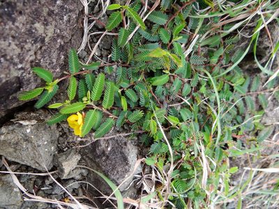 Chamaecrista garambiensis, photographed by 呂一起(Lyu yi-chi)