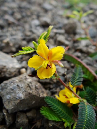 Chamaecrista garambiensis, photographed by 呂一起(Lyu yi-chi)