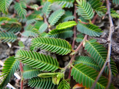 Chamaecrista garambiensis, photographed by 呂一起(Lyu yi-chi)