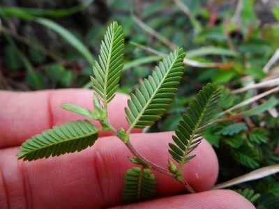 Chamaecrista garambiensis, photographed by 呂一起(Lyu yi-chi)