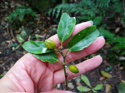 Casearia glomerata, photographed by 呂一起(Lyu yi-chi)