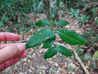 Benkara sinensis, photographed by 呂一起(Lyu yi-chi)
