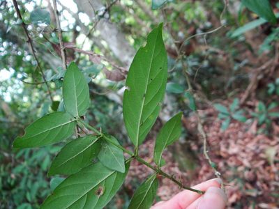 Benkara sinensis, photographed by 呂一起(Lyu yi-chi)