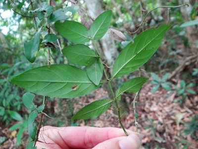 Benkara sinensis, photographed by 呂一起(Lyu yi-chi)