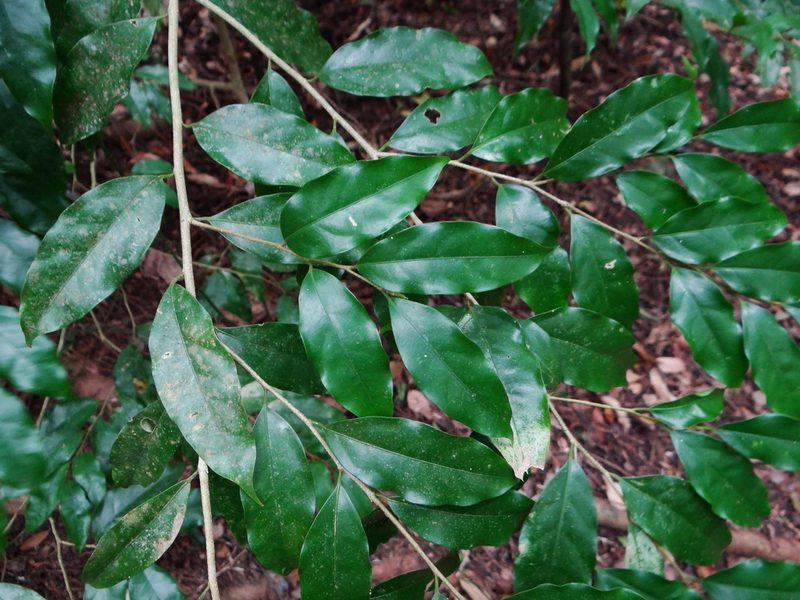 Drypetes indica, photographed by 呂一起(Lyu yi-chi)