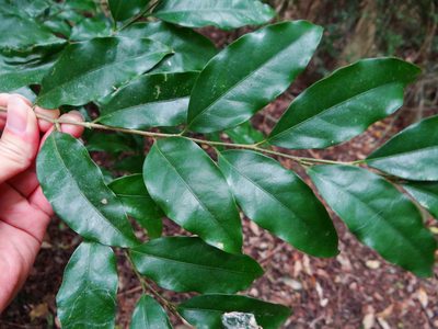Drypetes indica, photographed by 呂一起(Lyu yi-chi)