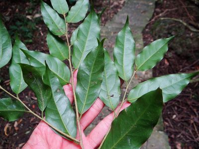 Drypetes indica, photographed by 呂一起(Lyu yi-chi)