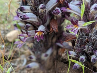 Orobanche cooperi