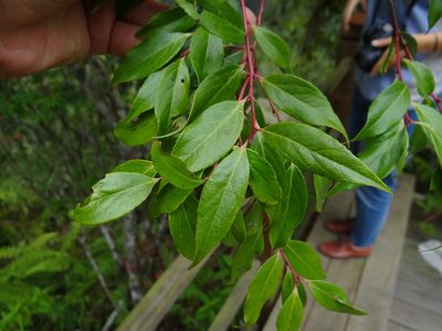 Vaccinium randaiense, photographed by 呂一起(Lyu yi-chi)